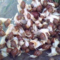 涵德白玉蜗牛养殖——四川涵德农业发展有限公司