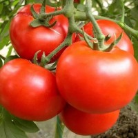 原生态西红柿大量供应上市