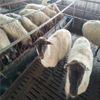 2022年卖萨福克羊价格看济宁特种养殖基地价格一览表