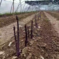 紫芦笋种子-高产紫芦笋种子