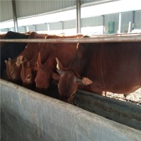山东鲁西黄牛肉牛犊价格表改良三元杂交小牛犊多少钱