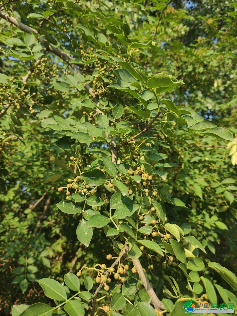 花椒树