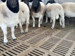 山东济宁梁山县养羊基地小尾寒羊羊羔澳洲白母羊出售防疫全做