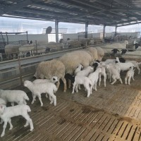 杜寒改良杂交羊大量供应货源充足全国发货