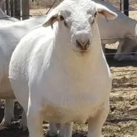 供应澳洲白绵羊价格合理全国发货欢迎联系