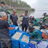 银鱼卵预定价格 内蒙古水库银鱼卵价格 水库投放公鱼卵价格