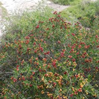 大量供应荒山荒地治理白刺苗 白刺种子生产公司 60公分白刺苗