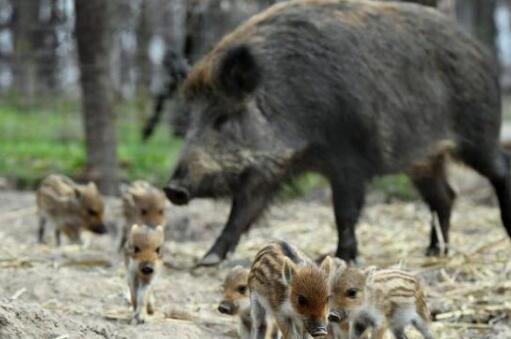 神龙架发生野猪非洲猪瘟疫情