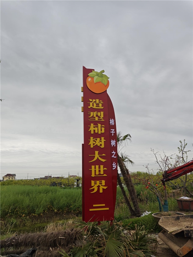 大丰造型柿树大世界：虬龙映柿红，匠心育佳树