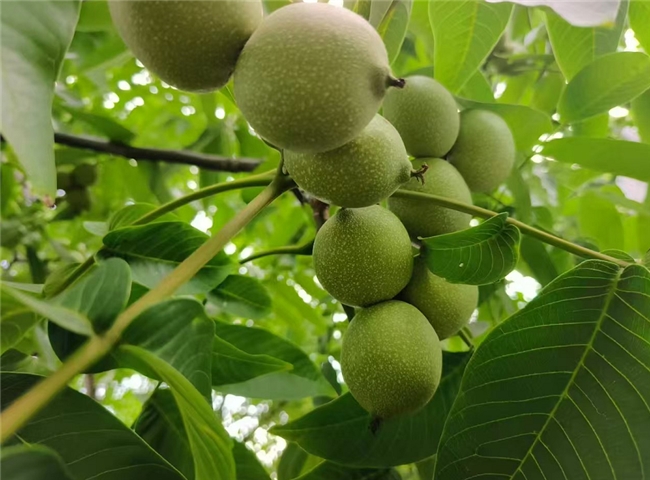 空山新雨，晚风送爽，九月的南华县红土坡镇在秋意中迎来了一年最饱满的季节。山岭间，2.2亩核桃林正默默孕育着丰收，渐渐染上金秋的色泽，也点亮了群众眼底的增收期盼。　　在簪花村核桃加工商者绍平家的院子里，机器声清脆作响，一颗颗裹着绿衣的核桃排着队钻进机器，转眼间脱去外衣，露出饱满的果实。他介绍道：&ldquo;别看这小小果子不起眼，如果是丰收年成，我一年最少要收20余吨干核桃，像今年每公斤卖到10块钱不成问题。&rdquo;光是靠着加工核桃这一项劳作，每年能为他带来超过20万元的收入，这些&ldquo;绿宝石&rdquo;真正成了群众口中的&ldquo;致富果&rdquo;。　　连日来，核桃种植大村大德郎的村民杨丙昌，也在自家20亩的核桃林里忙碌着。这些年来，他陆续添置了剥皮机、烘干机，从采摘、加工到销售，一个人就能应付得井井有条，当所有核桃采收烘干完成，他只需要静静等着收购商上门收购，遇上价格满意时一次性售出，不足两个月时间，他就能挣个5万余元。&ldquo;一片核桃林，就是一个小金库。&rdquo;他抚着粗壮的树干，眼里满是欣慰。　　据了解，红土坡镇现有核桃2.2万亩，百亩以上连片种植面积1.1万亩。今年，随着核桃产业提质增效工作的高效推进，全镇预计干果产量可达2200余吨，比去年增加近600余吨，总产值达2200余万元，果农可实现户均增收15000余元。　　从青涩果实到致富金果，从零星种植到规模经营，小小核桃正在红土地上书写着乡村振兴的生动故事，在这片希望的田野上，每一个秋天都不只是收获，更是新篇章的开始。（通讯员 周飞）