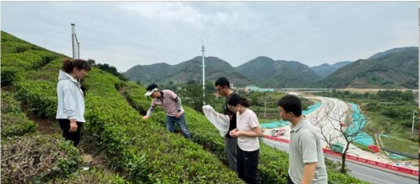 沪高校研发植物源植保产品“椰皂卫士” 赋能茶叶绿色防控